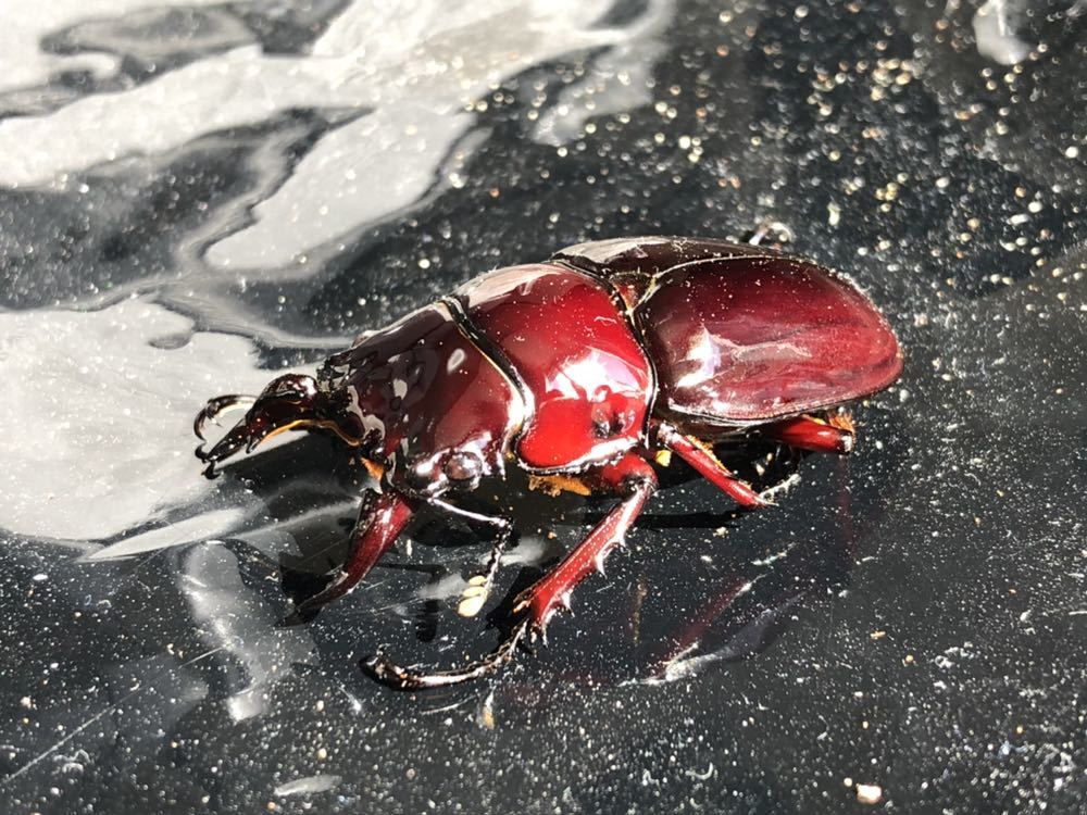 レギウスオオツヤクワガタ赤レギ標本 【公式通販】