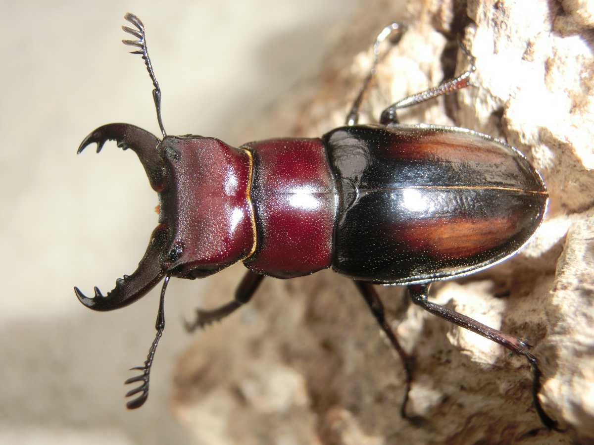 昆虫標本】ミクラミヤマクワガタ 標本 野生 ワイルド 黄紋型 昆虫標本