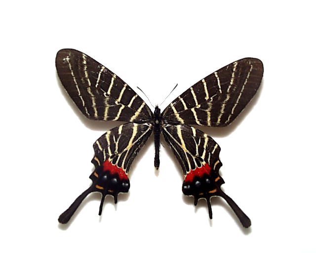 外国産蝶標本】アッコウスバ♂/四川省.舟山産/59mm