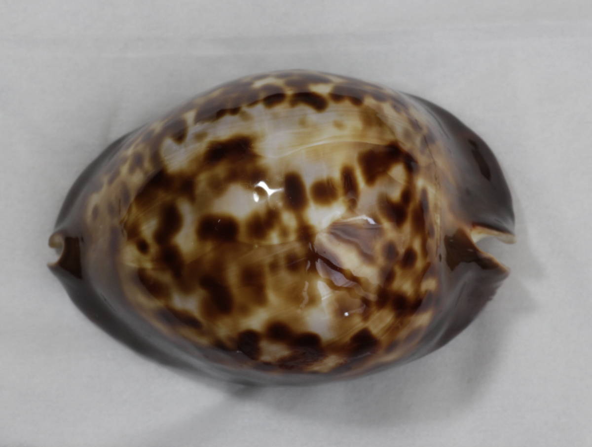 ⑦-1貝標本クロガネダカラ ⑦-1貝標本クロガネダカラ クロガネダカラ