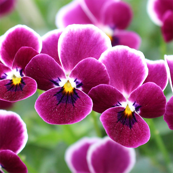 園芸ネット本店｜見元園芸さんのビオラ：食いしん坊のもぐもぐモモンガ