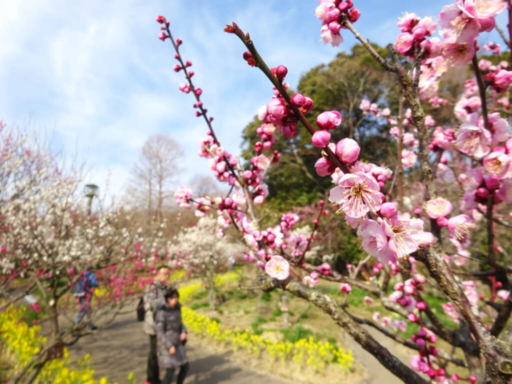 Ume blossom viewing! Best spots in Kyoto, Osaka and Kobe