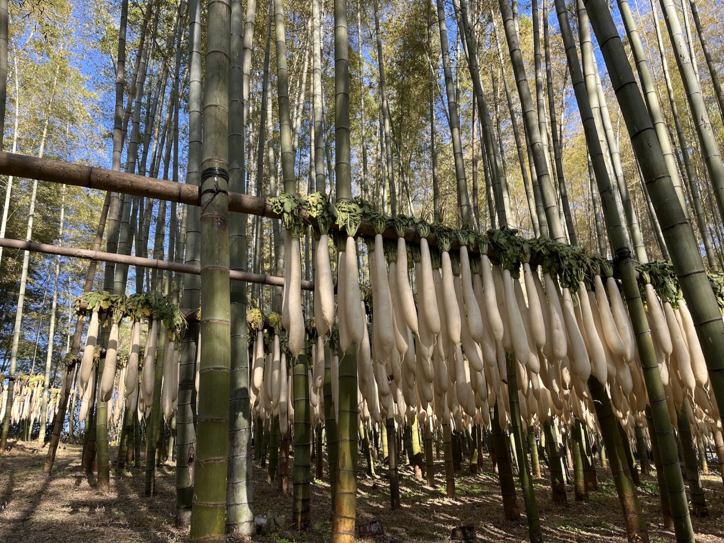 二十日干し大根200g 割干し大根 群馬県産 十文字大根 農薬・化学肥料不