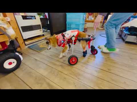 三輪・四輪車椅子 ｜1 ｜お客様の声｜はな工房