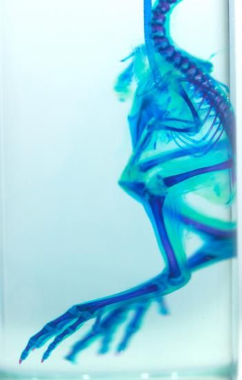 透明工房 ～生命の華～ ☆透明標本 製作・販売 学術指導☆