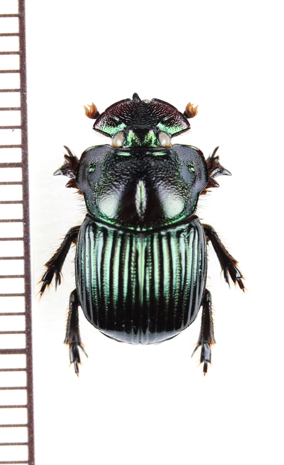 好蟻性のニジダイコクコガネ族の一種 Dendropaemon renatii ブラジル