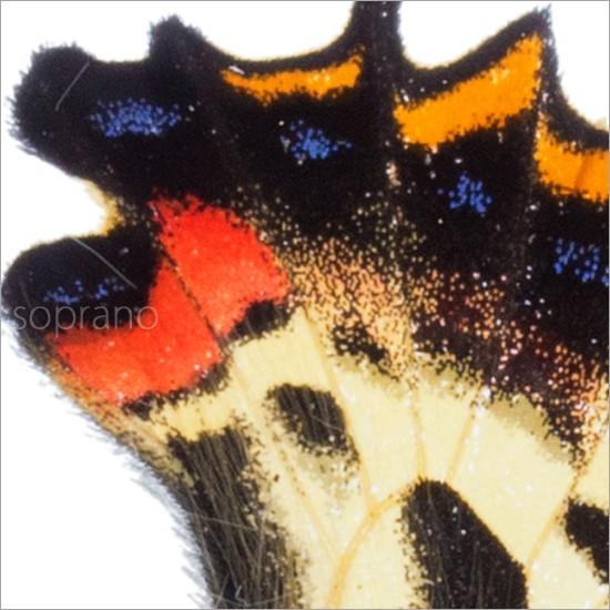 昆虫標本 蝶の標本 ギフチョウ メタリック調ライトフレーム : ソプラノ