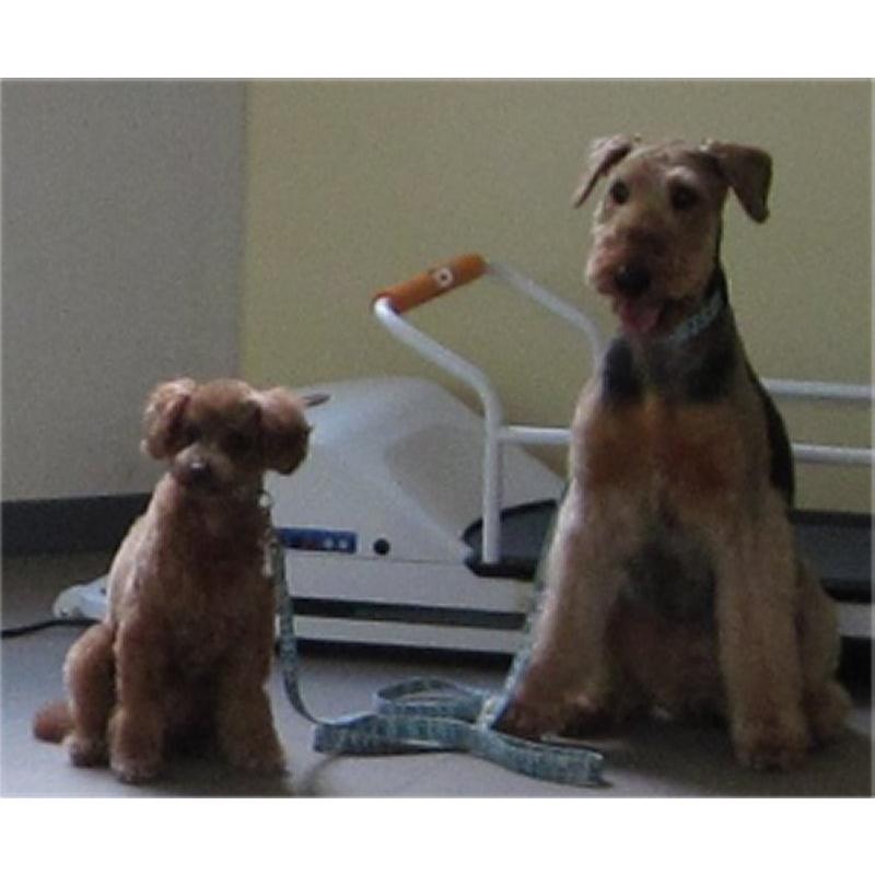 ペットラン PR-700 ［小型犬用運動器］ 全長1m10cm : サンセイヤフー