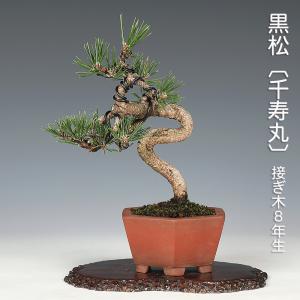 盆栽小鉢：春嘉（はるよし） 丸鉢13cm*現品 1品限り 資材 : 遊恵盆栽