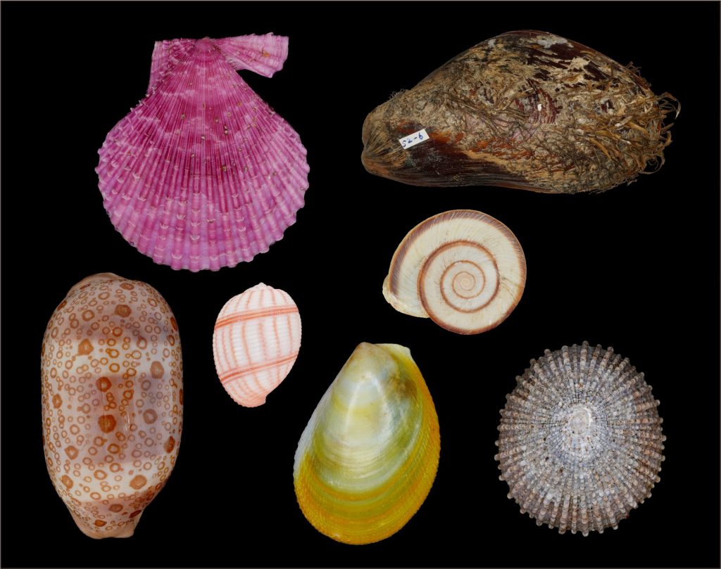 沼”にハマった人々の足跡、図鑑に載った標本、謎の採集道具も 大阪市立