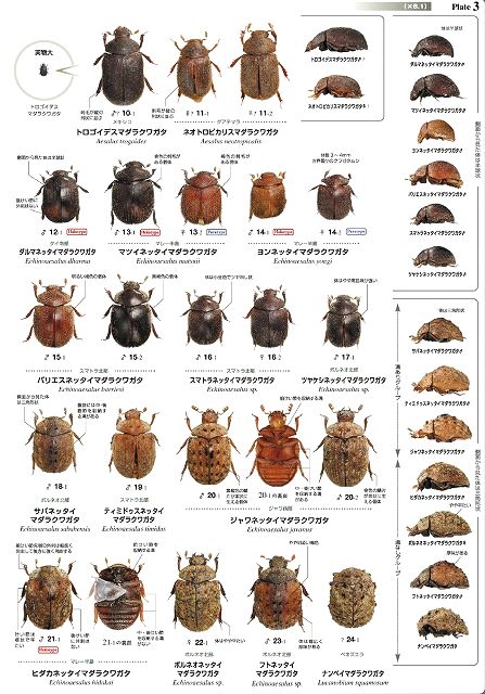 世界のクワガタムシ大図鑑 -むし社- ◇即納 送料無料