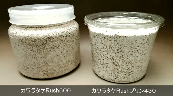 カワラタケ菌糸瓶 カワラの有効なタランドスやオウゴンオニの飼育に