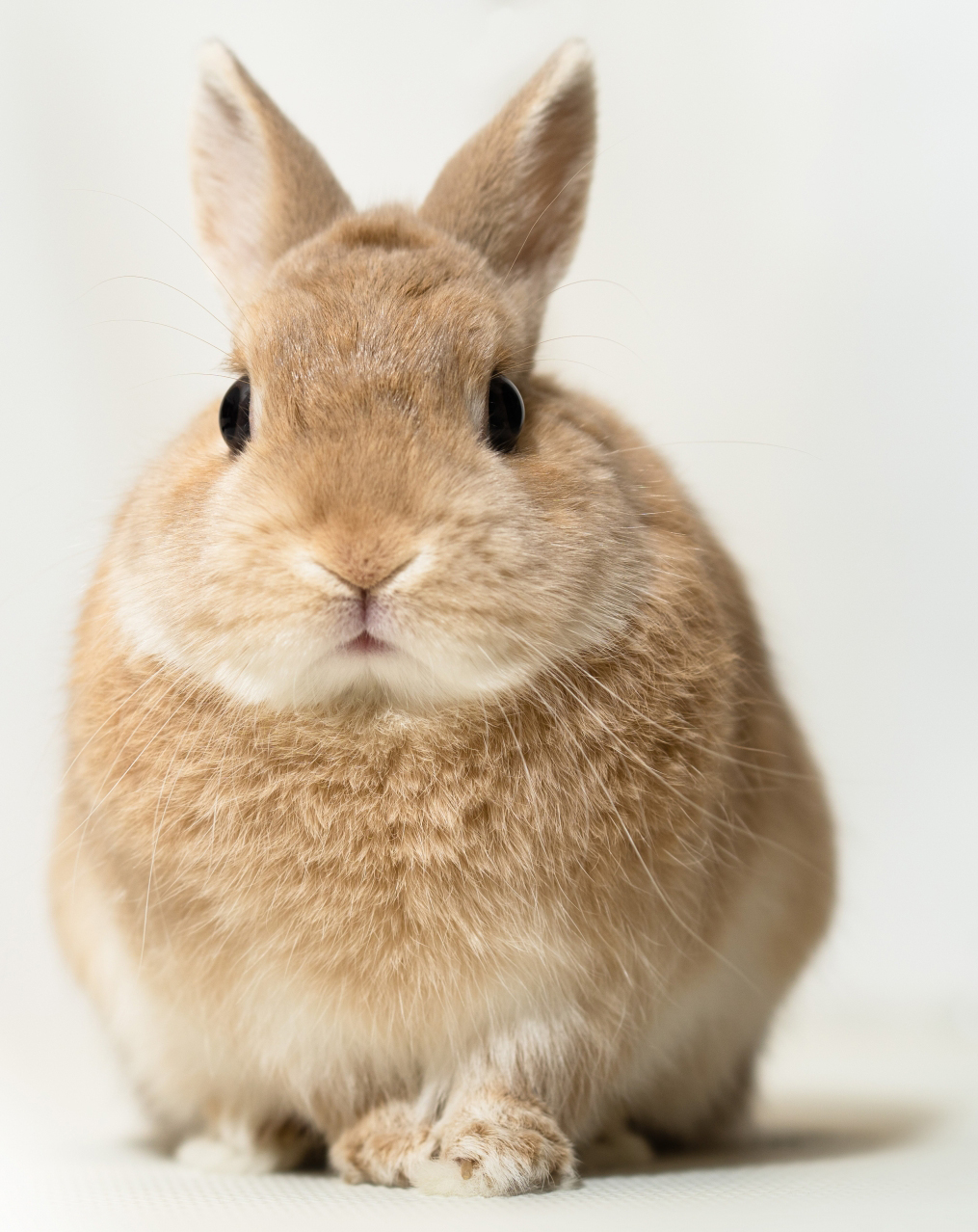 うさぎ。ページ ウサギ☆ 兎 うさぎページ うさ@ページ まっきーページ