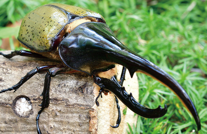 トップページ - クワガタ・カブトムシ販売 立川｜クワかぶ☆ファミリー