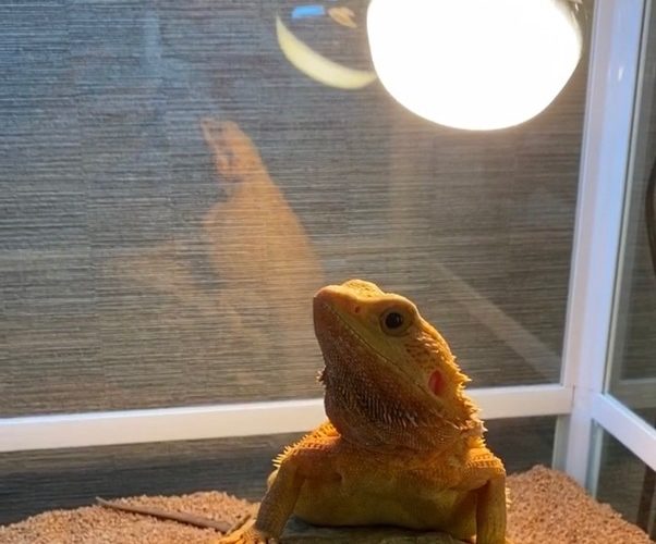 フトアゴヒゲトカゲ飼育に必要なバスキング用品、なんで必要なのか真剣