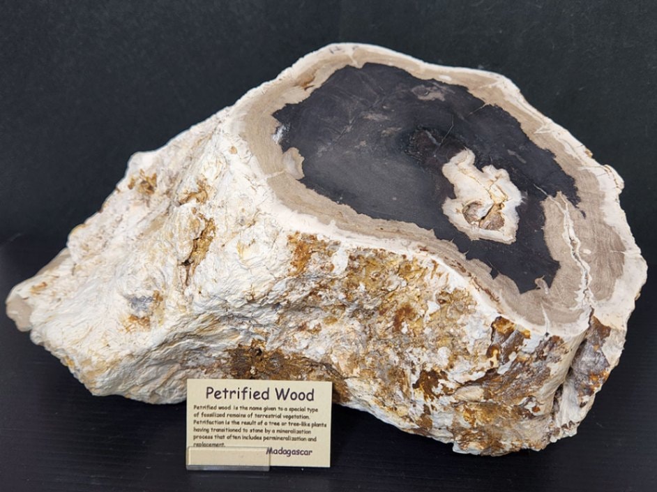 ペトリファイドウッド(珪化木)
