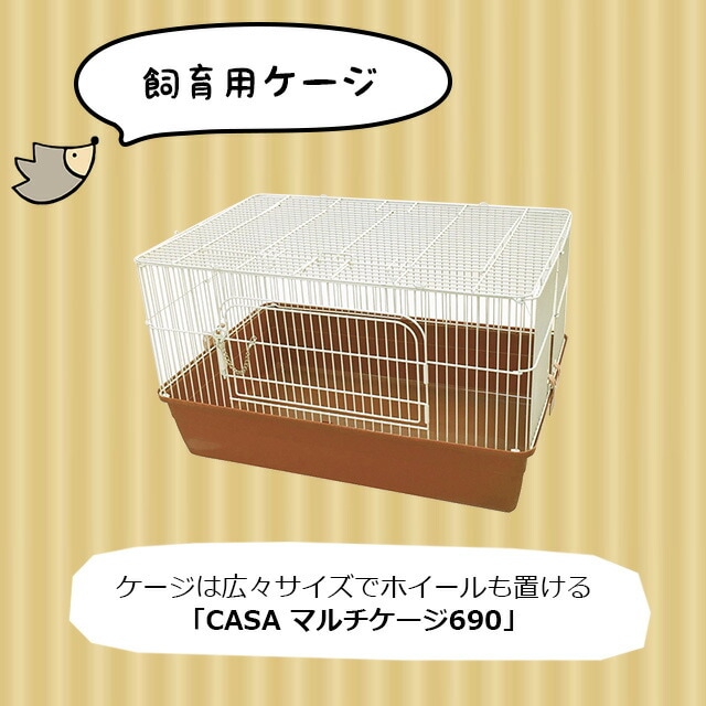 ハリネズミ飼育セット (神奈川付近であれば近くまでお届けも可能です