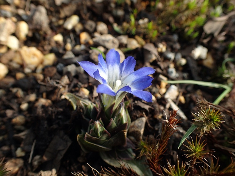 ハルリンドウ（リンドウ科） | 見ごろの植物