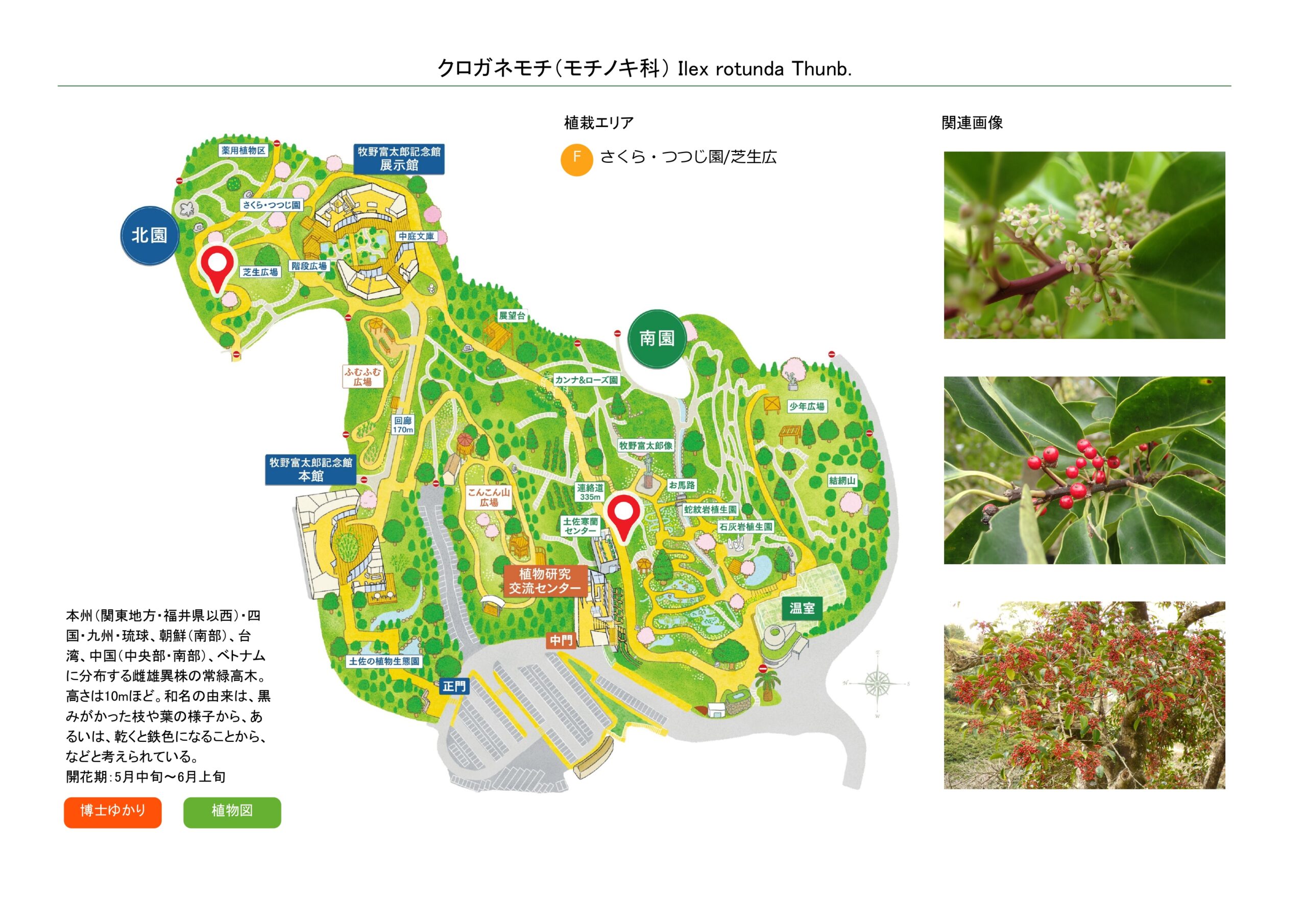 クロガネモチ（モチノキ科） | 見ごろの植物