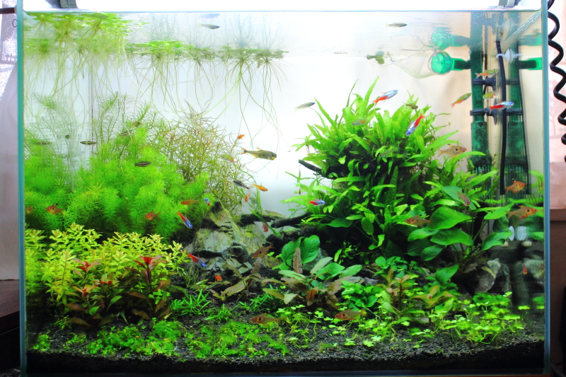 風山石 落ち着いた色で水草レイアウトに使いやすい石 | 水草動画ブログ