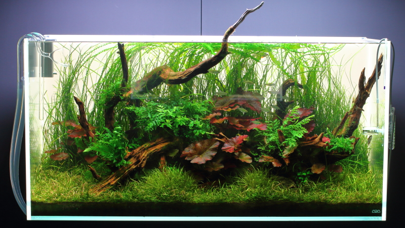 見本になる16作品】プロが作った美しいネイチャーアクアリウム | 水草