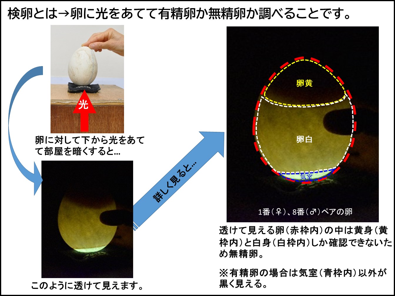 エンペラーペンギンの卵について｜研究・教育｜名古屋港水族館