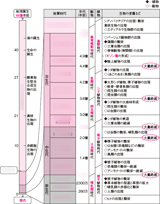 謎の化石(リツイテスと思われる) 謎の化石(リツイテスと思われる)