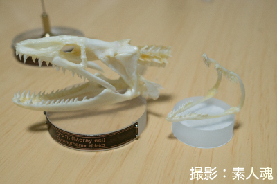 ノコギリザメ 頭部骨格標本