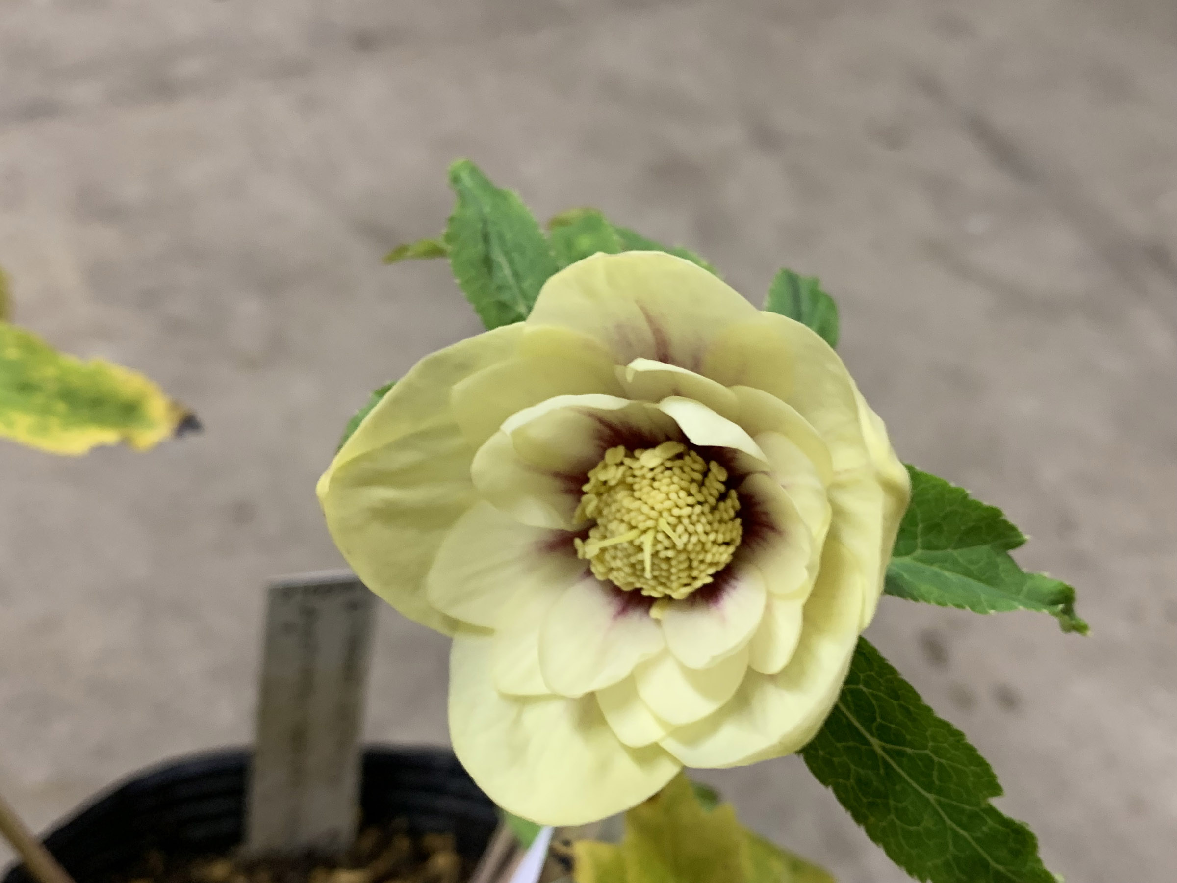 5631 ddゴールドぼかしフラッシュ クリスマスローズ開花 加藤農園