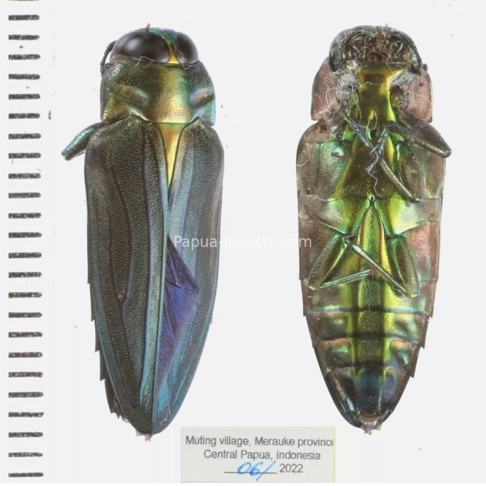 標本 West papua Calodema suhandae 44mm 標本 West papua Calodema
