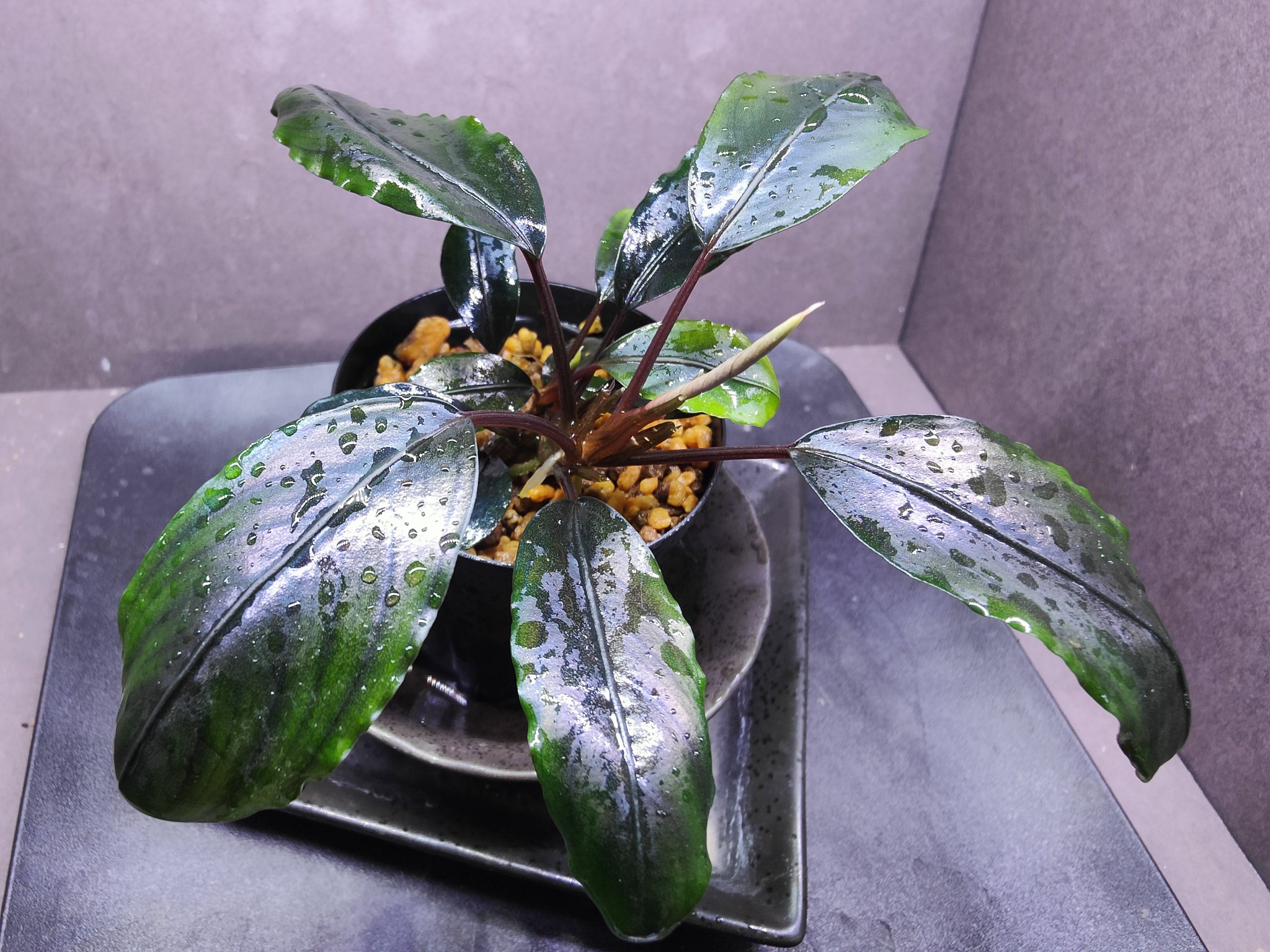 Bucephalandra sp. Blue Melon 水上葉1株 ブセファランドラsp ブルーメロン