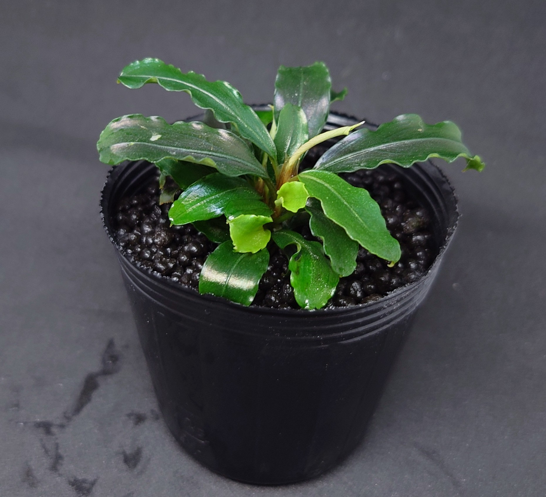 ブセファランドラspテイア・グリーン（ソイルポット） | ペット