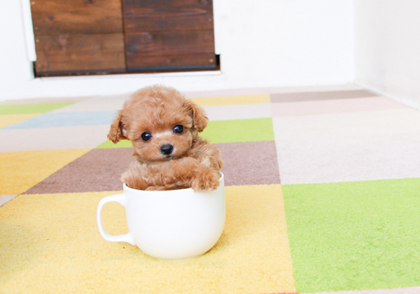 ティーカッププードルとトイプードルの違いとは？ - プードルのいるくらし