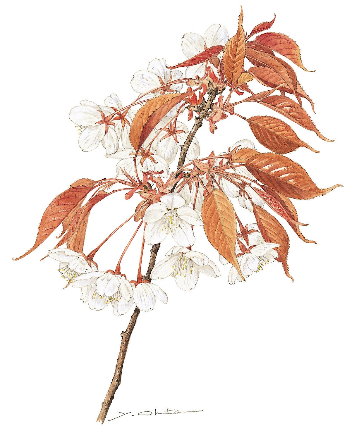 太田洋愛 ボタニカルアート第一人者の原画F3号 国立科学博物館】