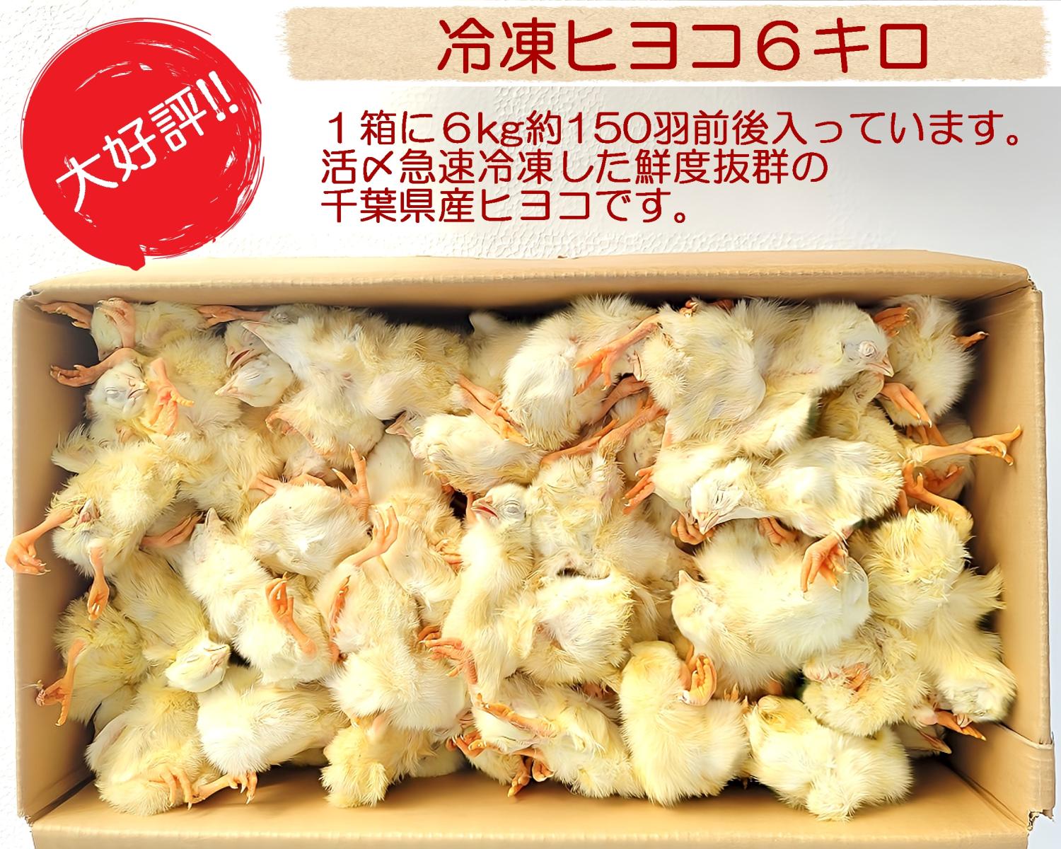 【リピート購入で＋10羽】 送料無料 国産 新鮮安全 冷凍ひよこ 600羽 リピート購入、複数購入で＋10羽 送料無料 国産 新鮮安全 冷凍ひよこ