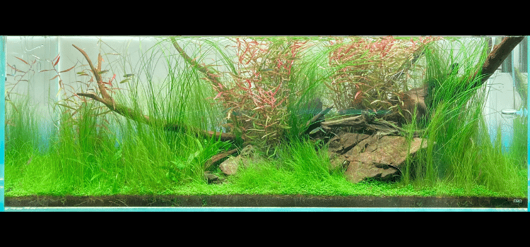 ソーシャルフェザーダスターの育て方とレイアウト | アクアリウムを