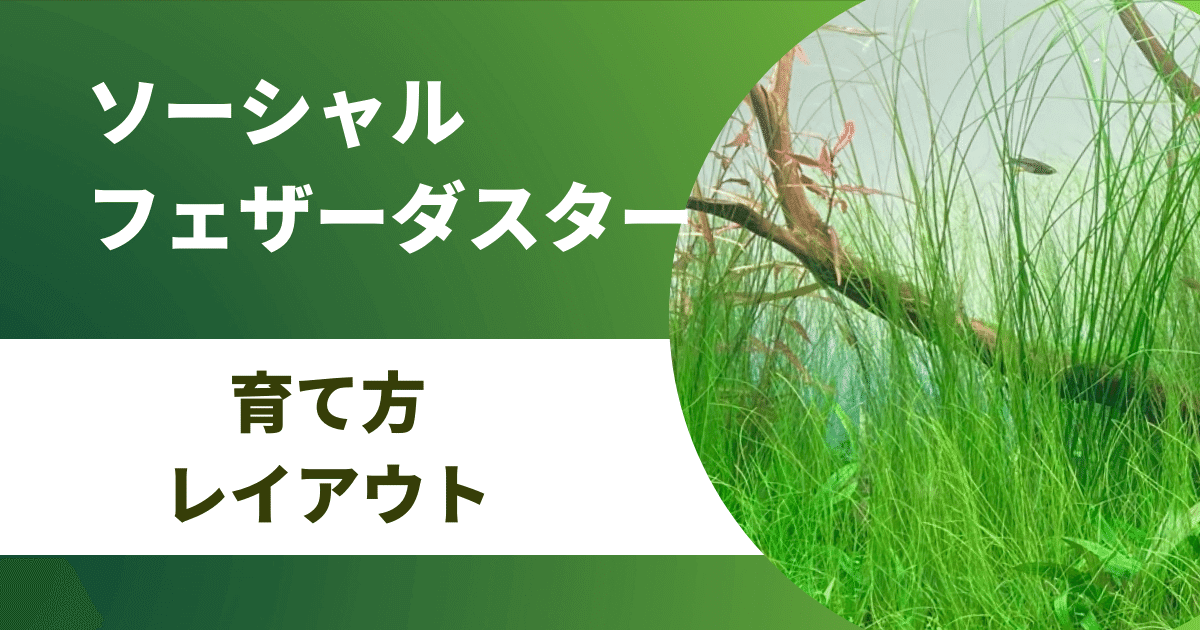 ソーシャルフェザーダスターの育て方とレイアウト | アクアリウムを