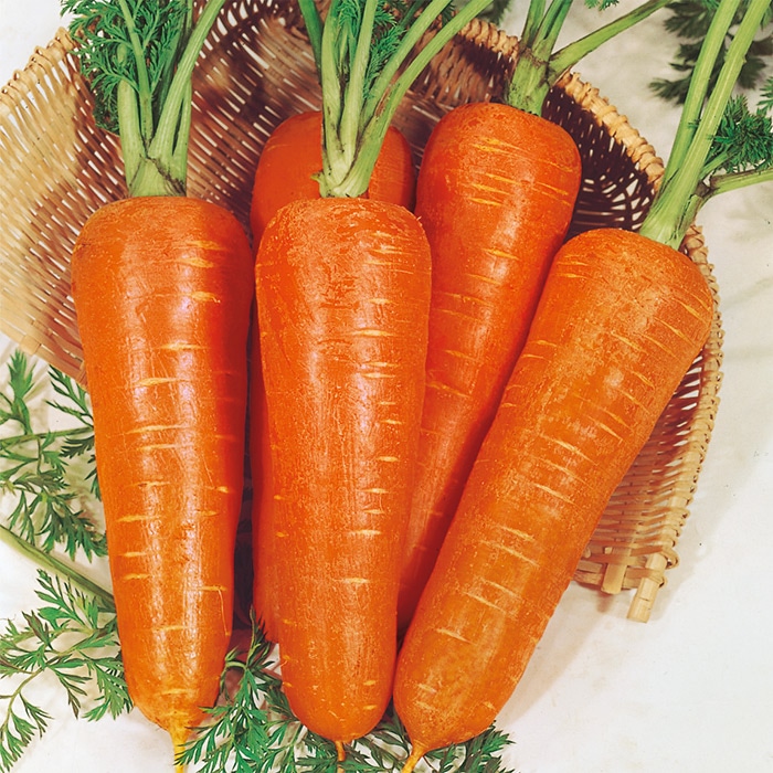 ニンジン 金港四寸｜種（タネ）,球根,苗,資材,ガーデニンググッズの