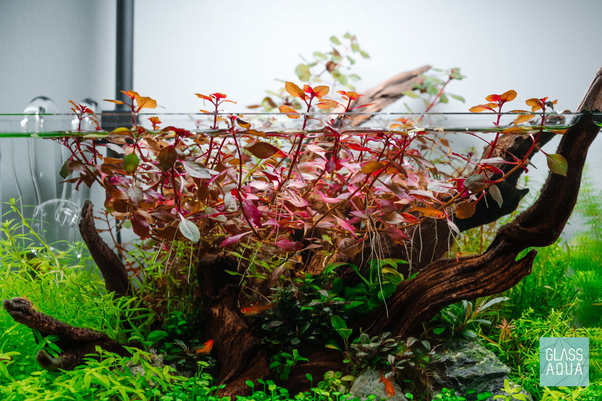 Bucephalandra Mini Needle Leaf - Aquarium Plant | Glass Aqua