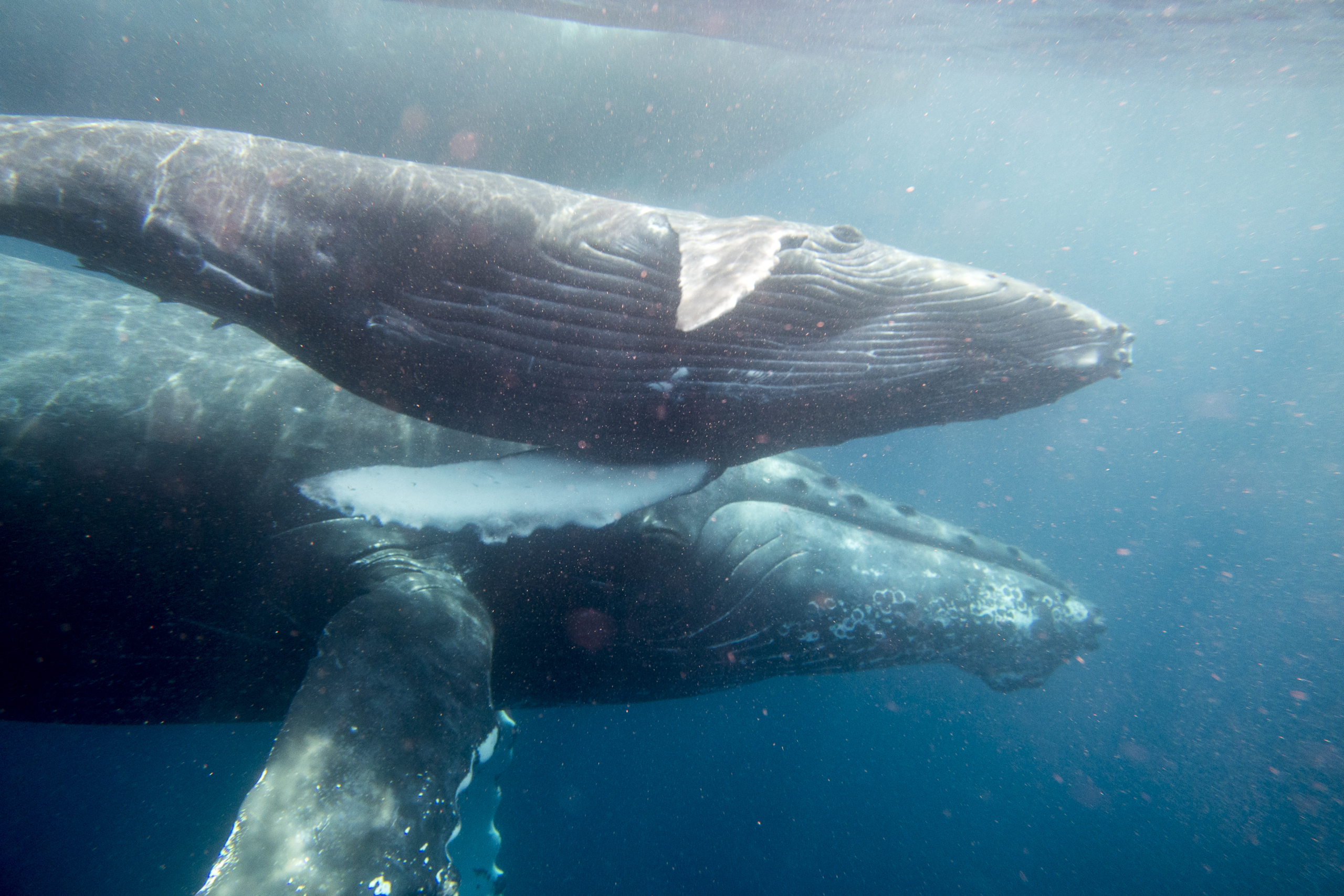 授かり物から見守る対象へ。奄美大島とクジラの関わり【後編】 – しまのま
