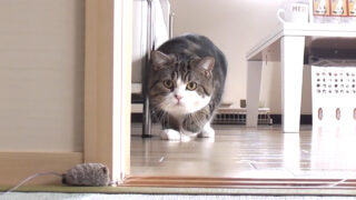 私信 まるです。