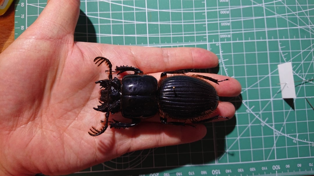 化物クロツヤムシ | 京の虫処 京虫庵