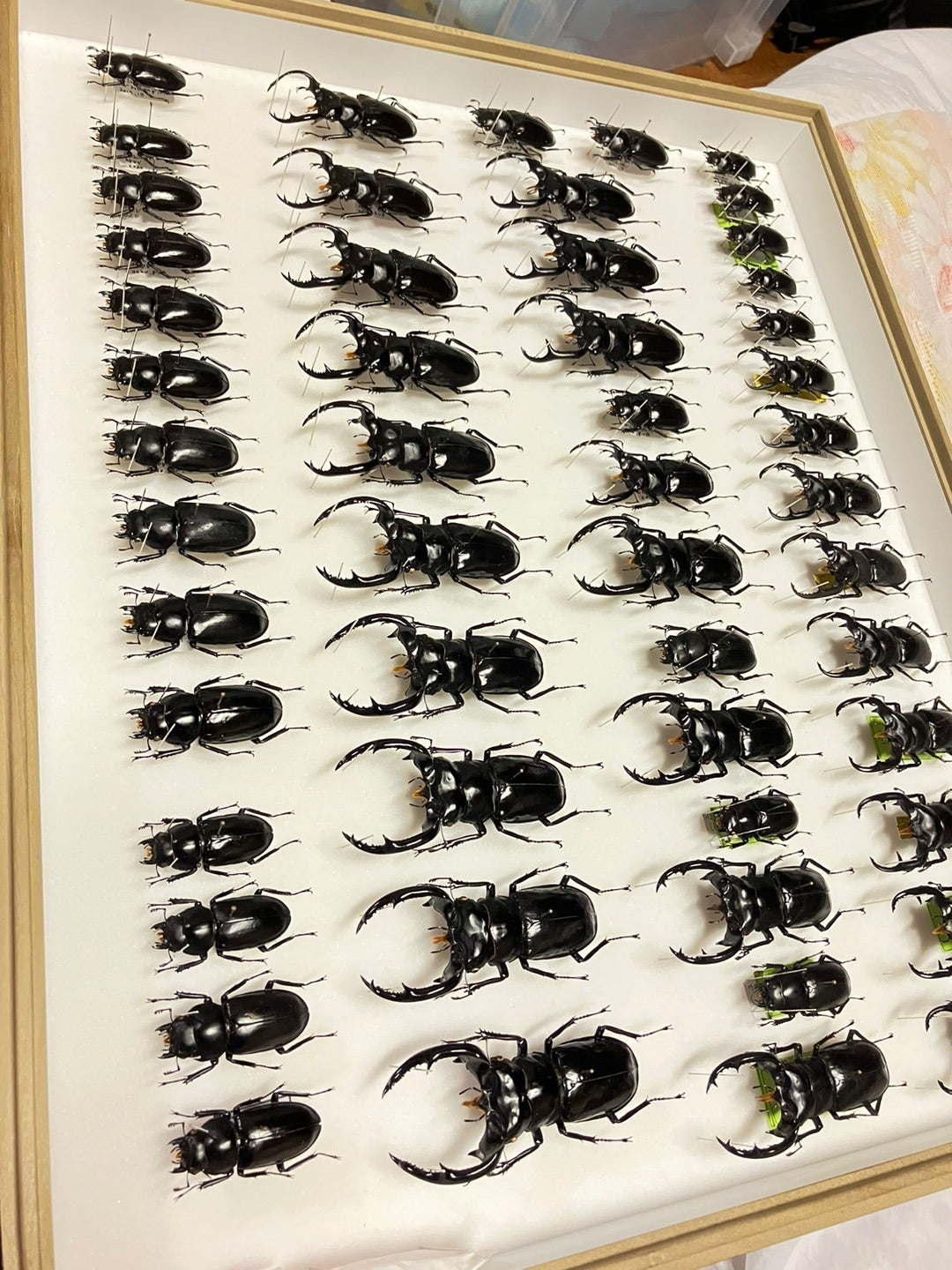 ウエストウッディオオシカクワガタ 77mm 標本 ウエストウッディ