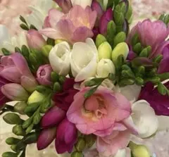 2026年最新】フリージアの人気アイテム - メルカリ