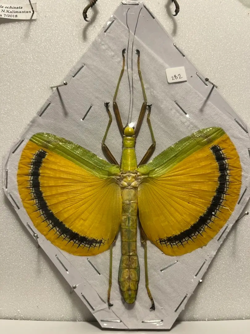 2026年最新】コノハムシ標本の人気アイテム - メルカリ