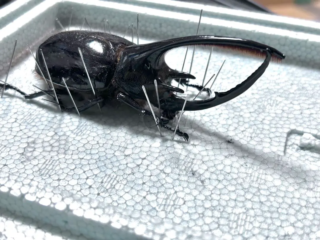 2026年最新】標本・ ネプチューンオオカブトの人気アイテム - メルカリ