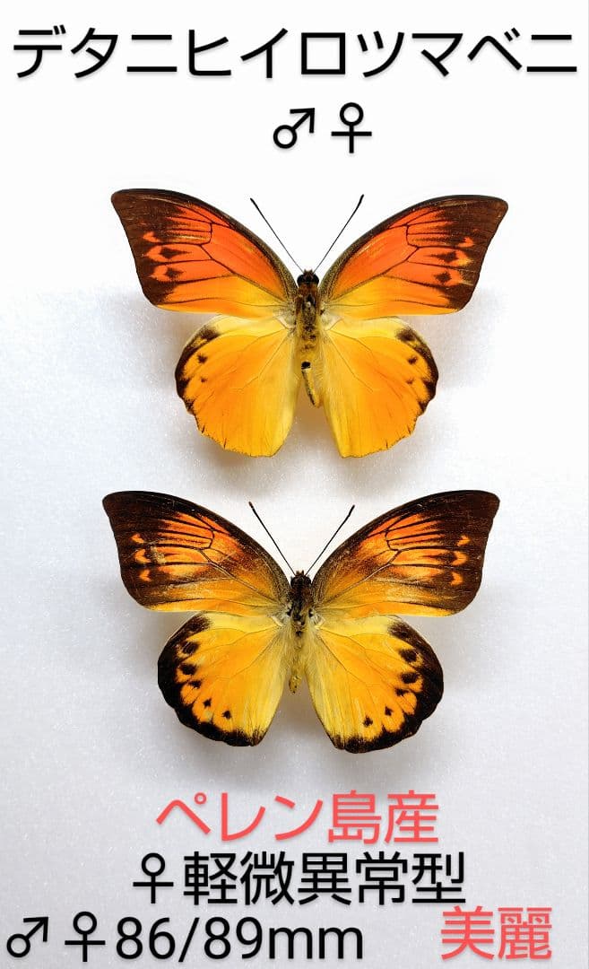 最終価格‼️デタニヒイロツマベニ♂♀ 標本 ☆ペレン島産☆美麗ペア