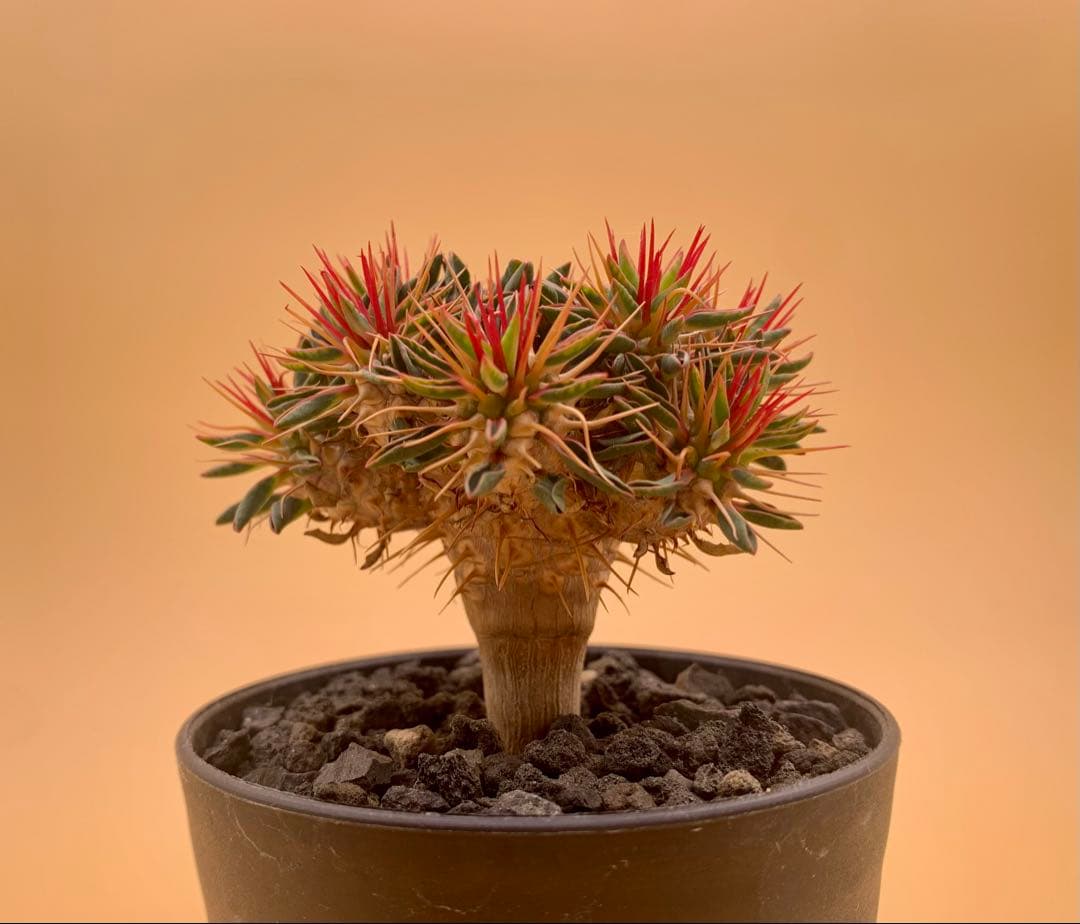 MTG 忠実なる将軍、ベアトリクス 拡張Foil バンドル限定 FF9