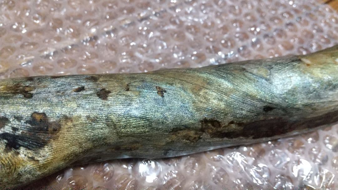 【弥生 6/5】深海松　レインボーコーラル　虹色珊瑚【大 650g】原木