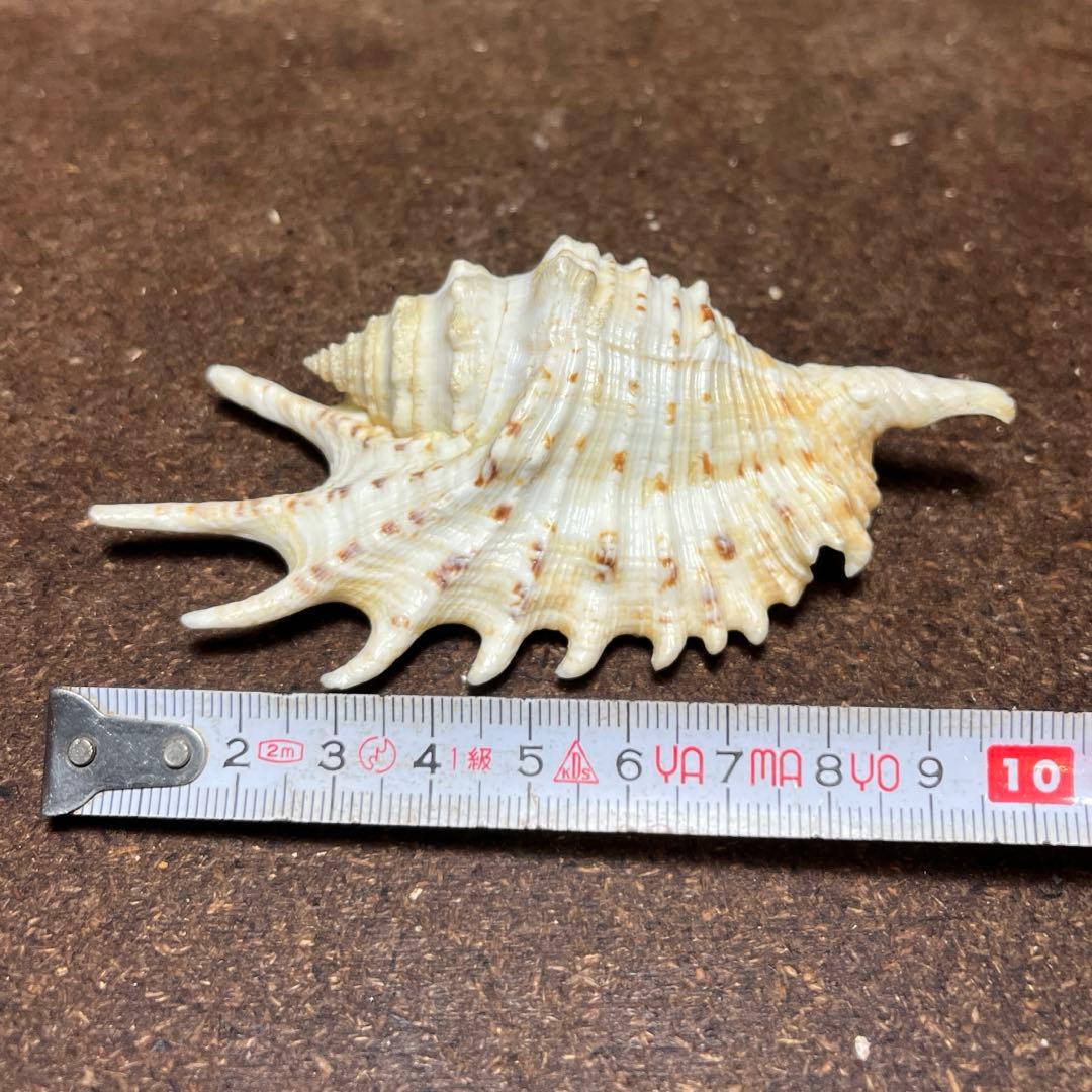 激レア　美品　モーリシャス産　蓋付き　ムラサキムカデソデ